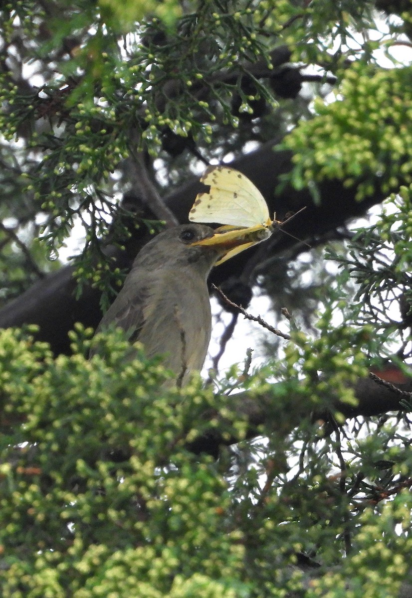 Greater Pewee - ML644780553