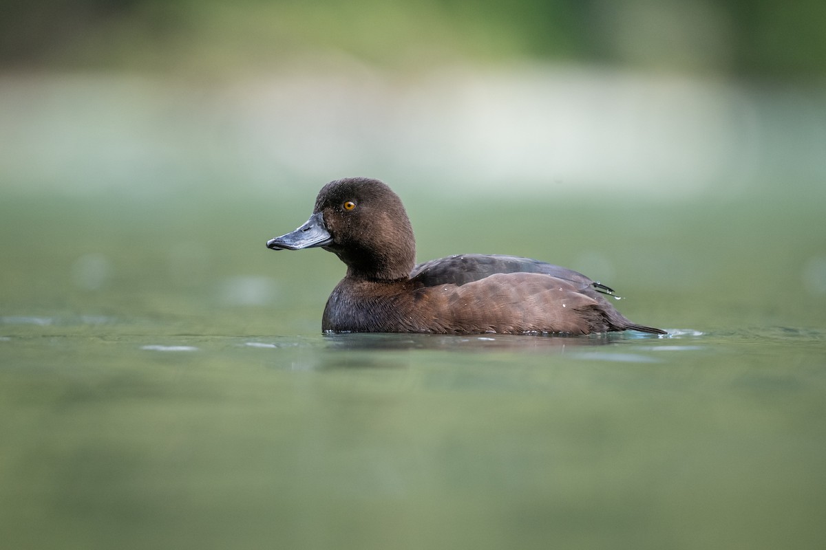 Yeni Zelanda Patkası - ML644780557