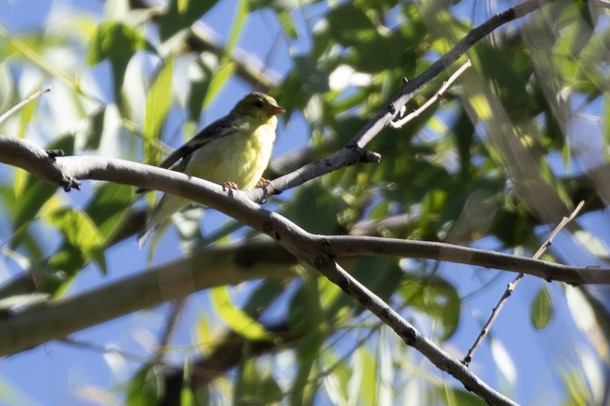 Jilguero Menor - ML644780558