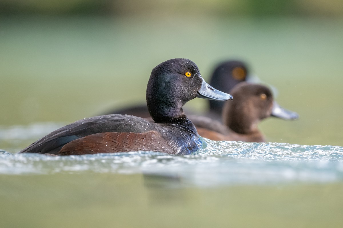 Yeni Zelanda Patkası - ML644780561