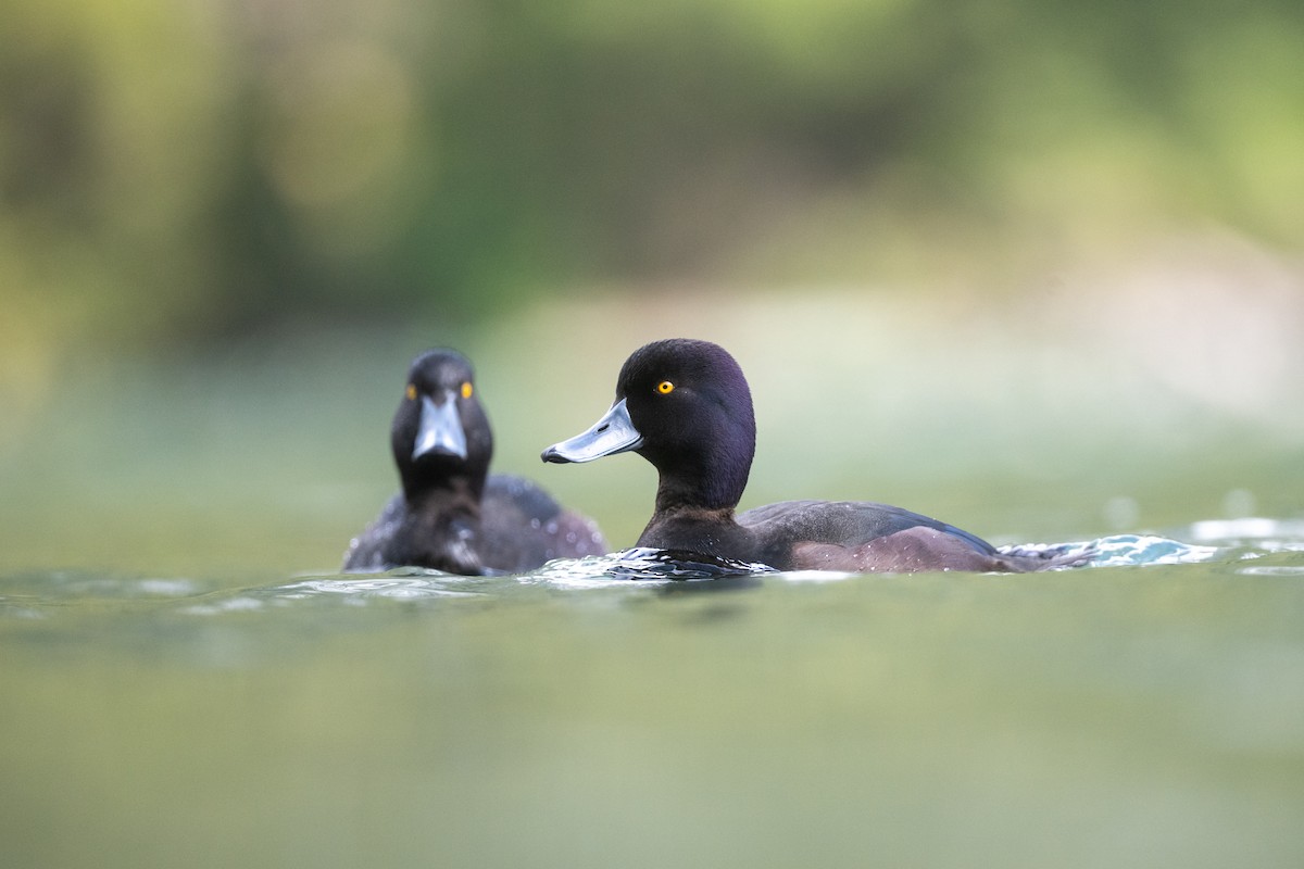 Yeni Zelanda Patkası - ML644780567