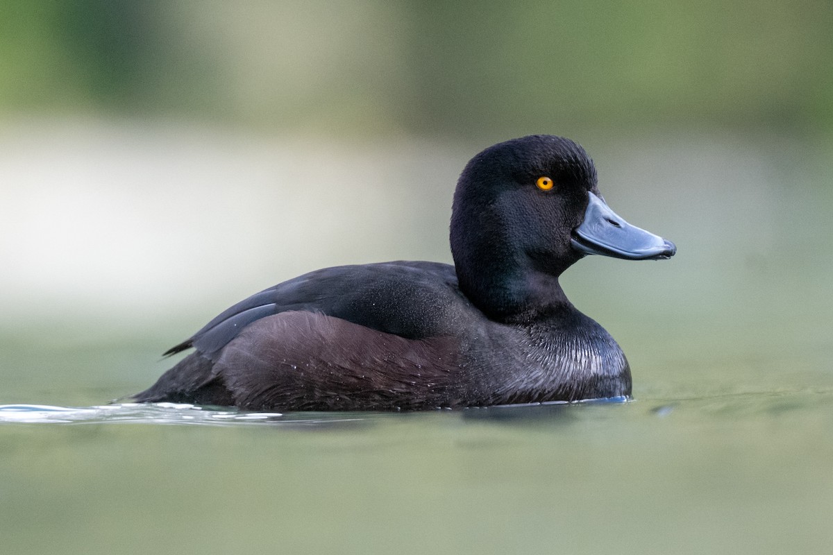 Yeni Zelanda Patkası - ML644780570