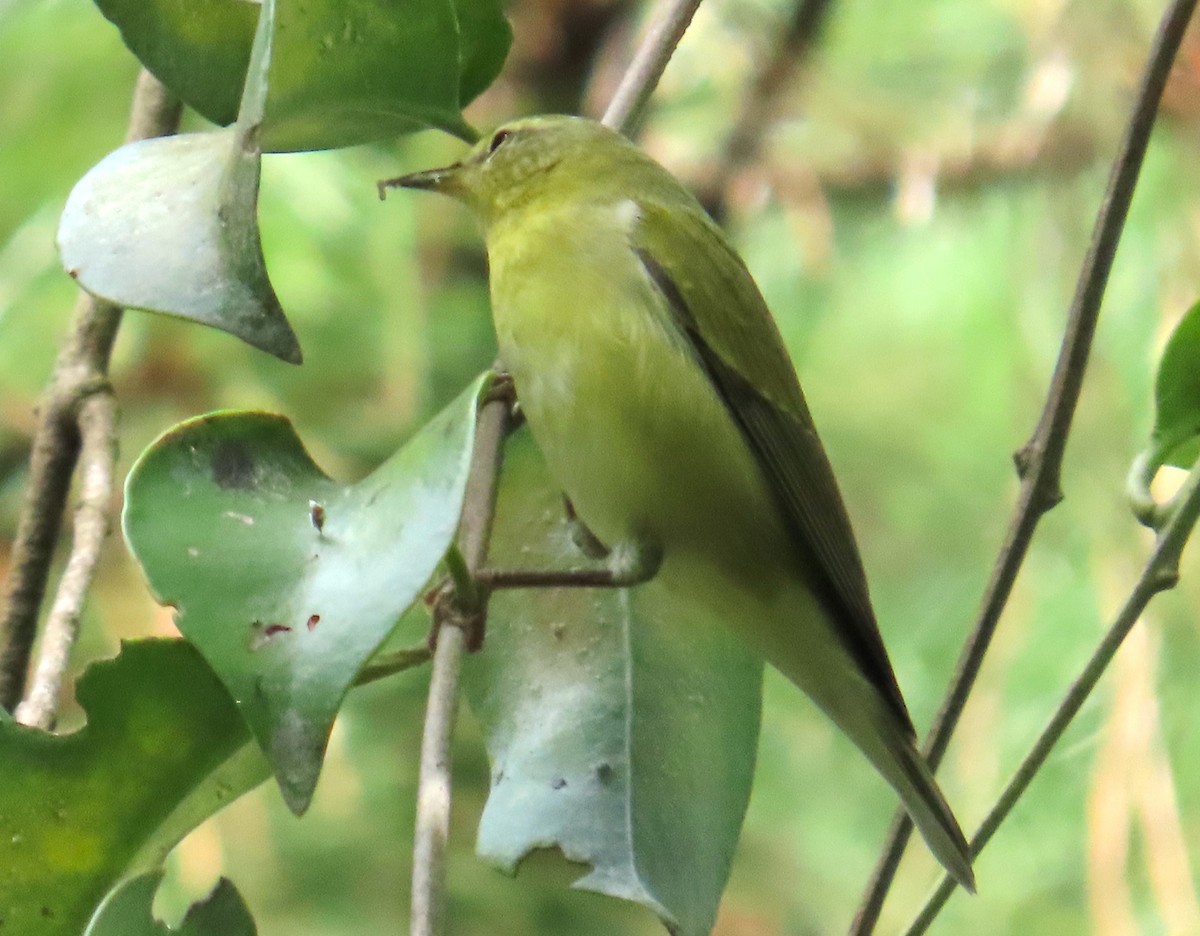 Tennessee Warbler - ML644780572