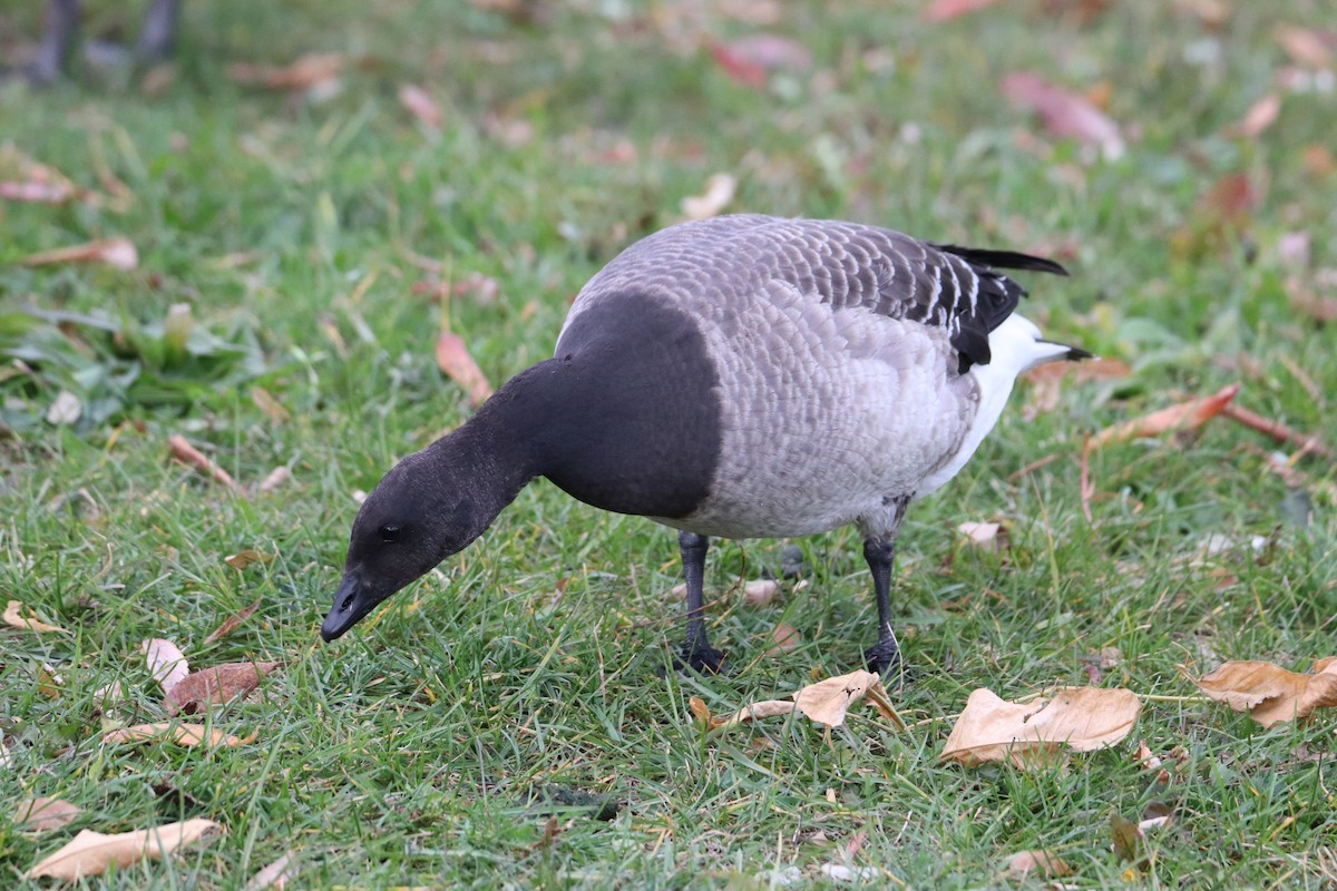 Ringelgans - ML644780584