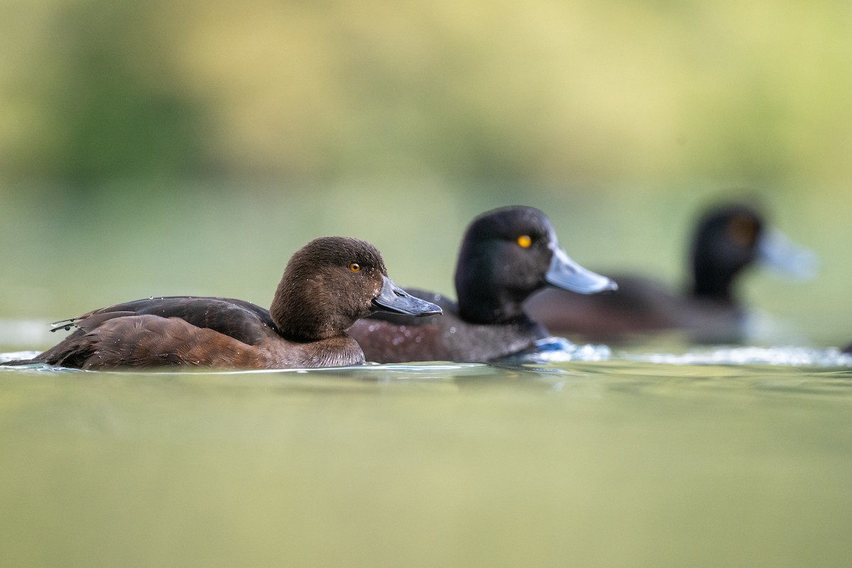 Yeni Zelanda Patkası - ML644780595