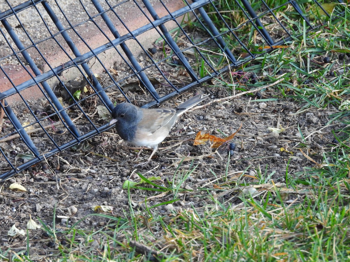 Junco ardoisé - ML644780600