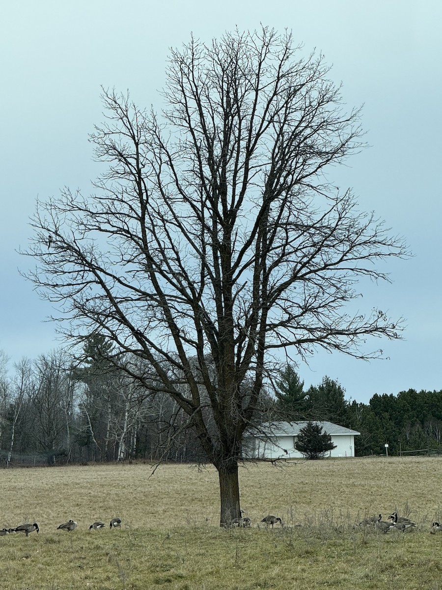 Black-billed Magpie - ML644780603