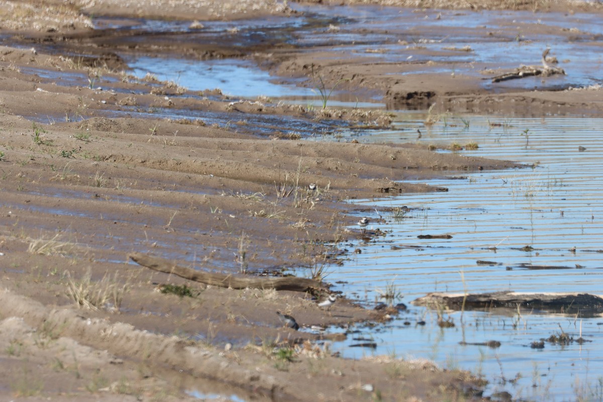 Semipalmated Plover - ML644780606