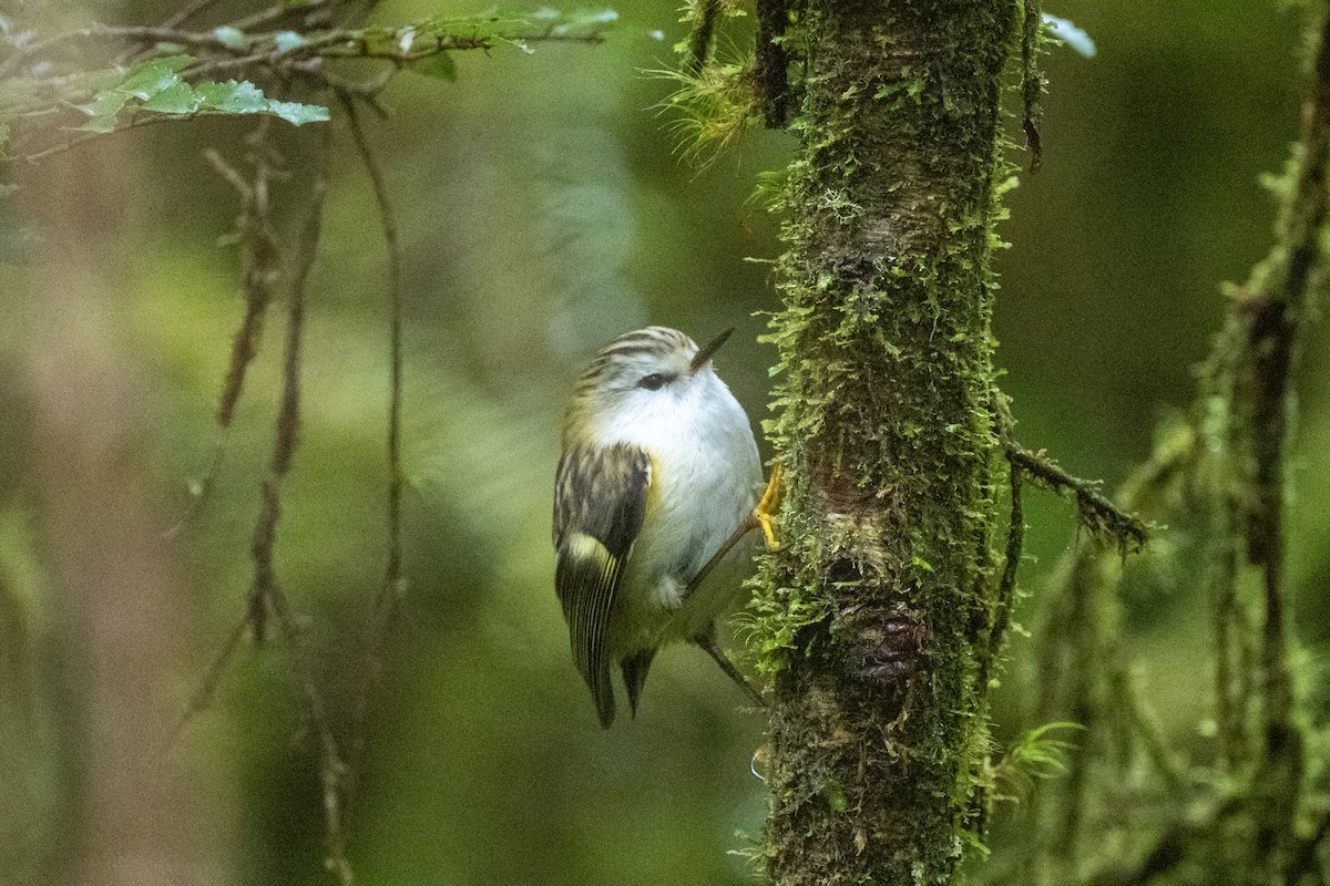 Rifleman - ML644780618