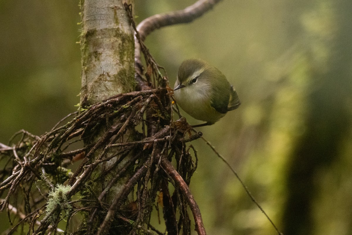 Rifleman - ML644780622