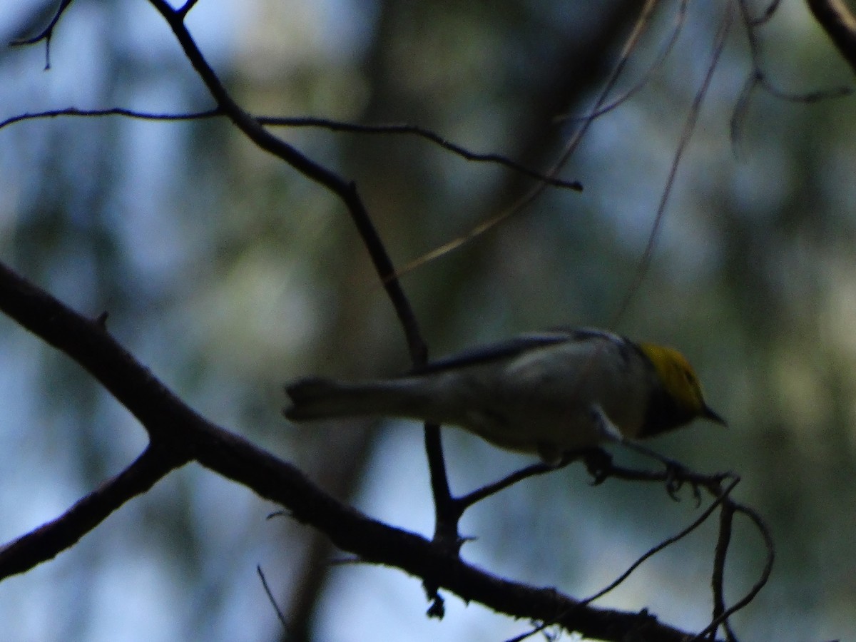 Paruline à tête jaune - ML644780623