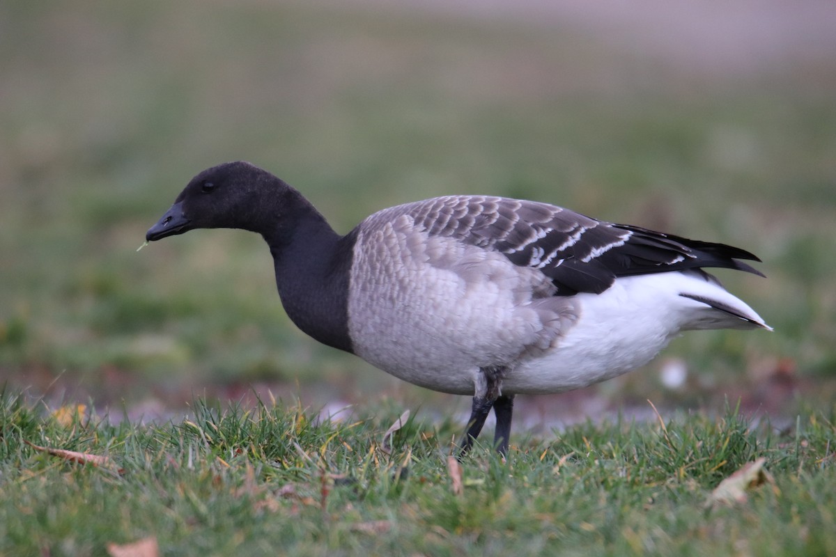 Ringelgans - ML644780644