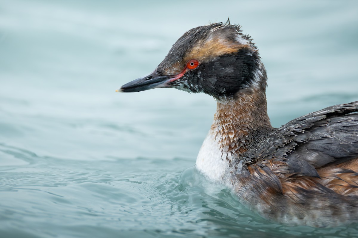 Zampullín Cuellirrojo - ML644780645