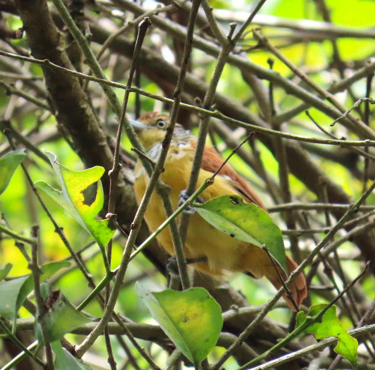 Barred Antshrike - ML644780666