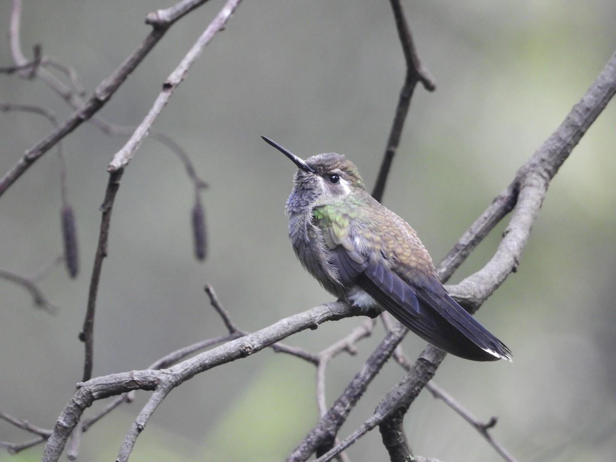 Blue-throated Mountain-gem - ML644780667