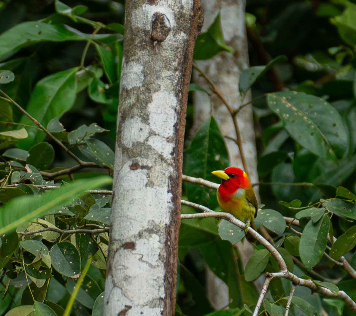 Cabezón de Carabaya - ML644780668