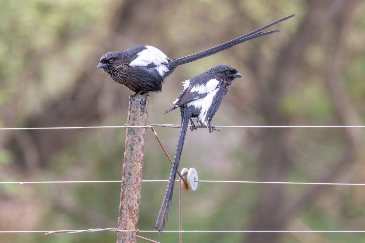Magpie Shrike - ML644780669