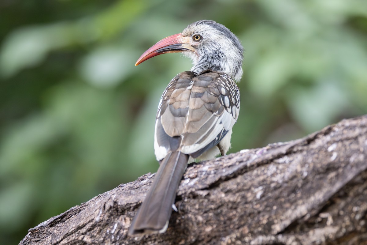 Southern Red-billed Hornbill - ML644780672