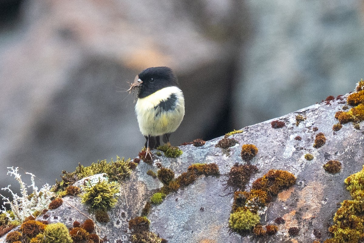 Tomtit - ML644780673