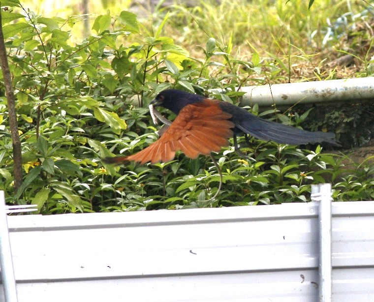 Greater Coucal - ML644780677