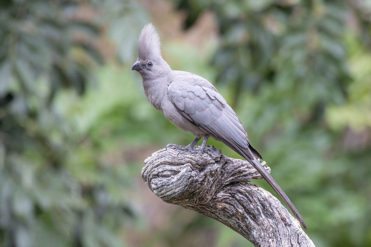 ムジハイイロエボシドリ - ML644780678