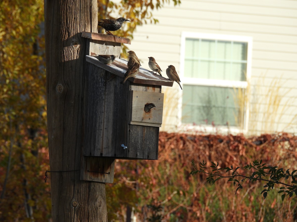 gråspurv - ML644780699