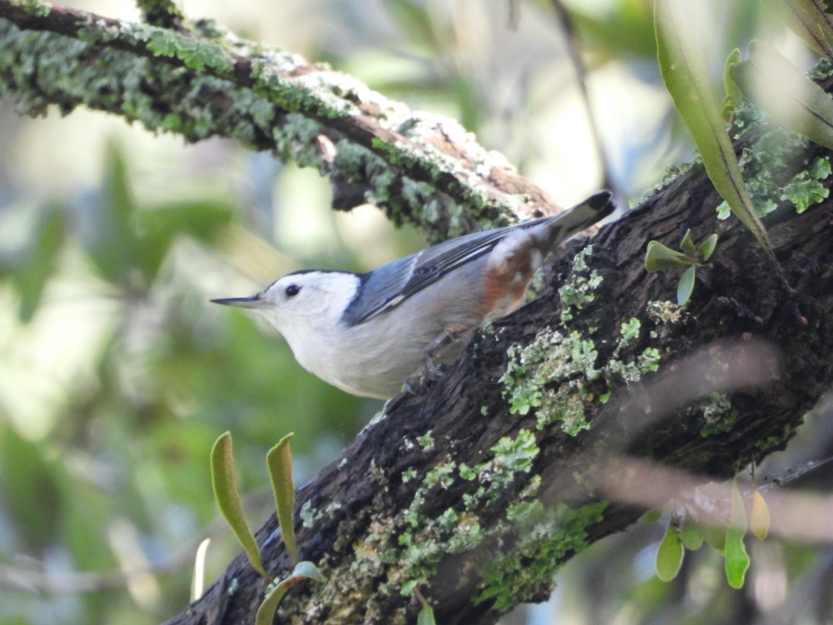 White-breasted Nuthatch - ML644780709