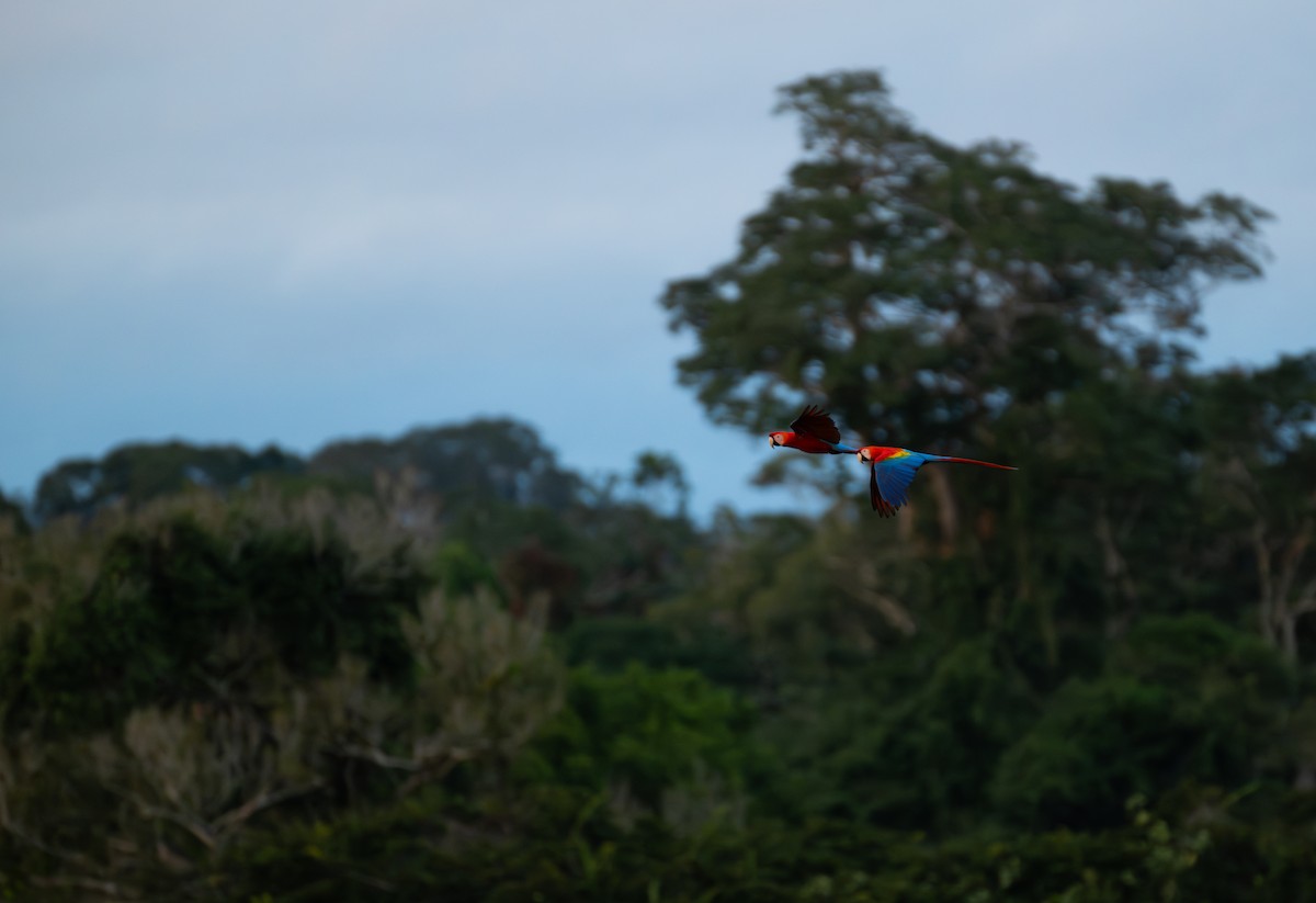 Guacamayo Macao - ML644780714