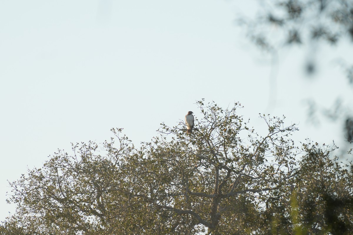 Red-tailed Hawk - ML644780717
