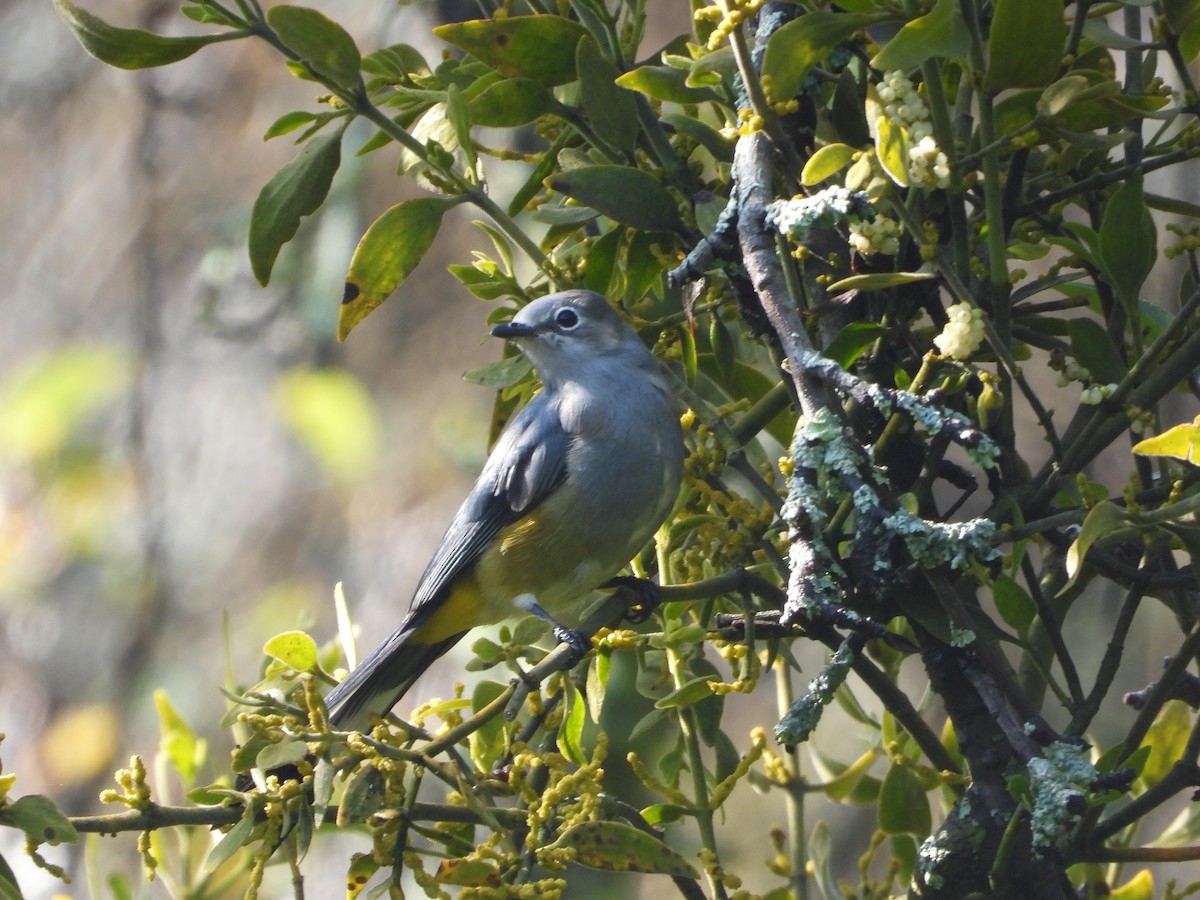 Gray Silky-flycatcher - ML644780718