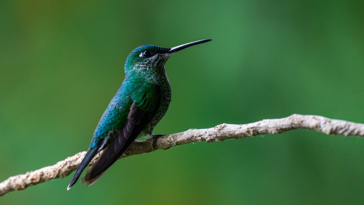 Green-crowned Brilliant - ML644780719