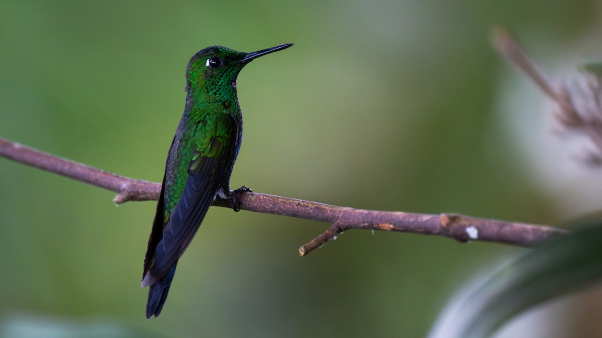 Green-crowned Brilliant - ML644780720