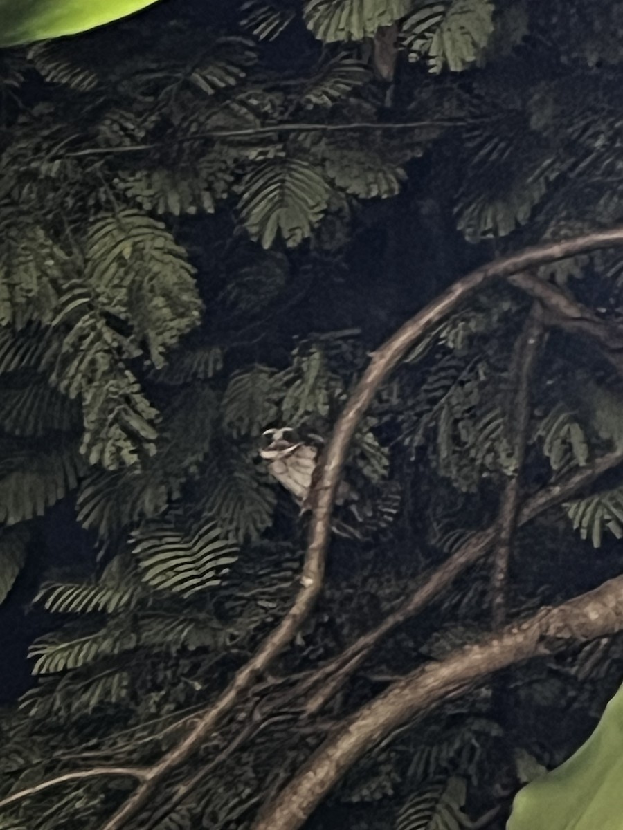 Puerto Rican Owl - ML644780728