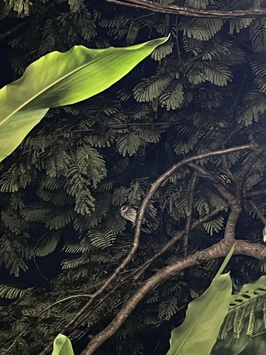 Puerto Rican Owl - ML644780729