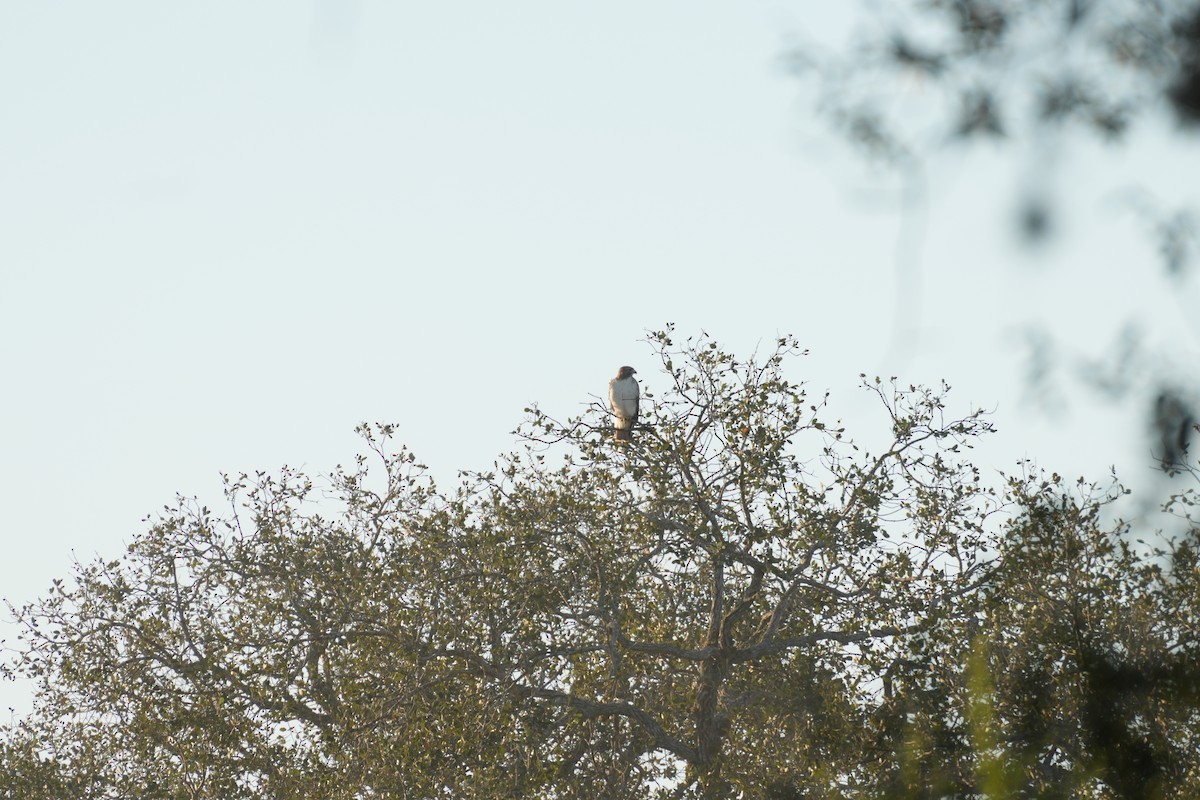 Red-tailed Hawk - ML644780731