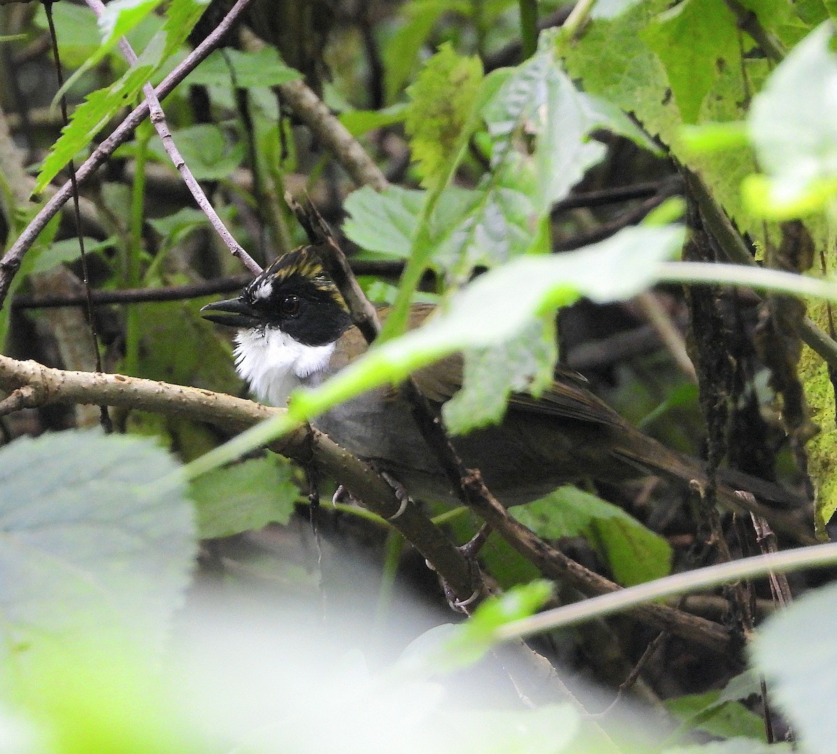 Green-striped Brushfinch - ML644780736