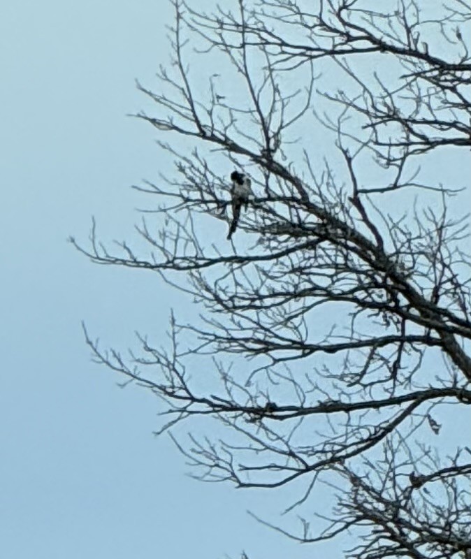 Black-billed Magpie - ML644780742