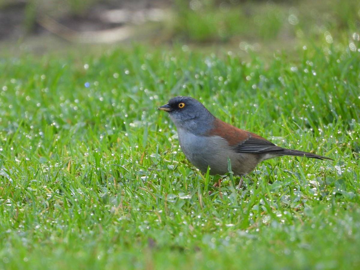 Yellow-eyed Junco - ML644780745
