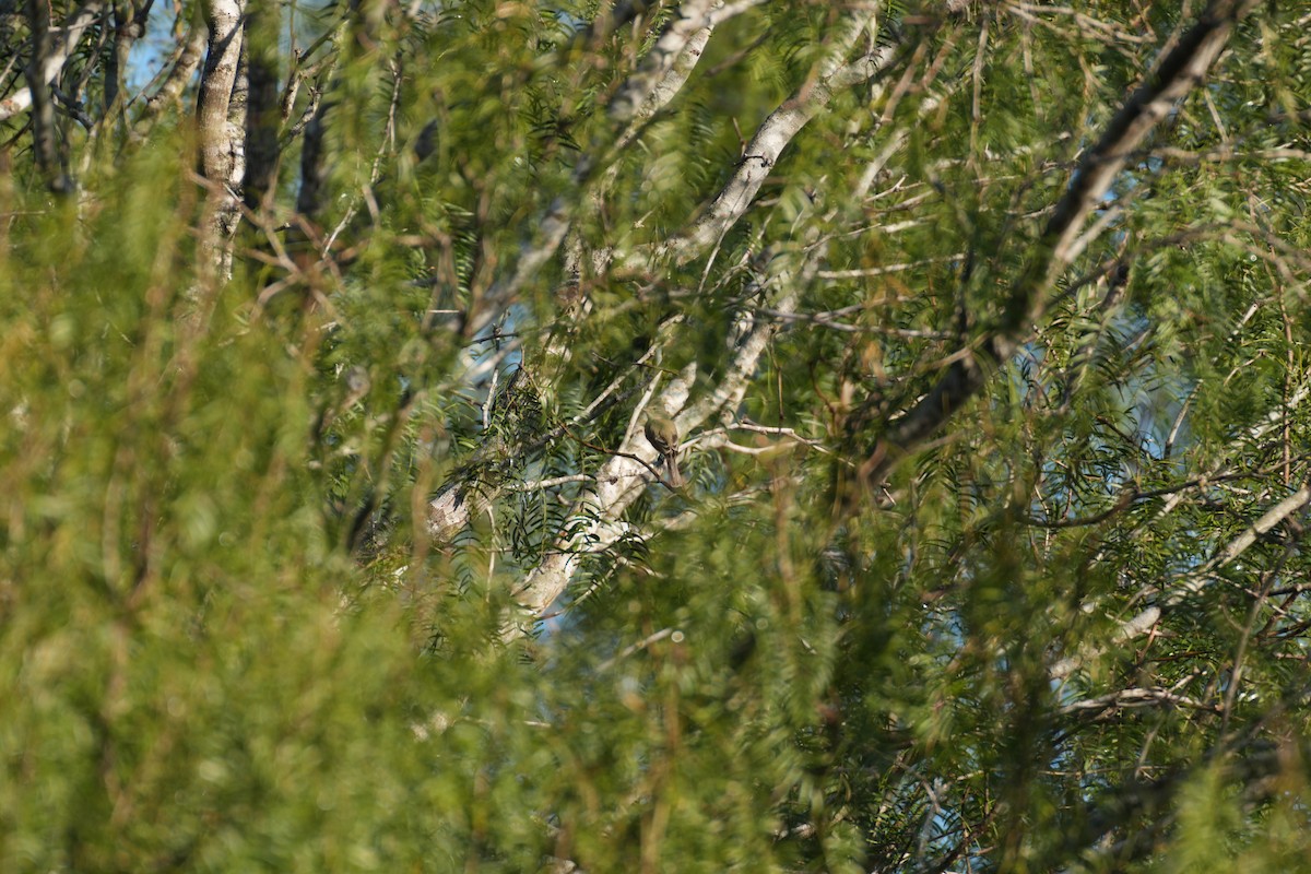 Northern Beardless-Tyrannulet - ML644780750