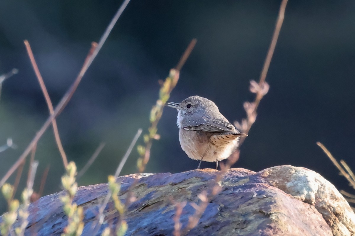Rock Wren - ML644780751