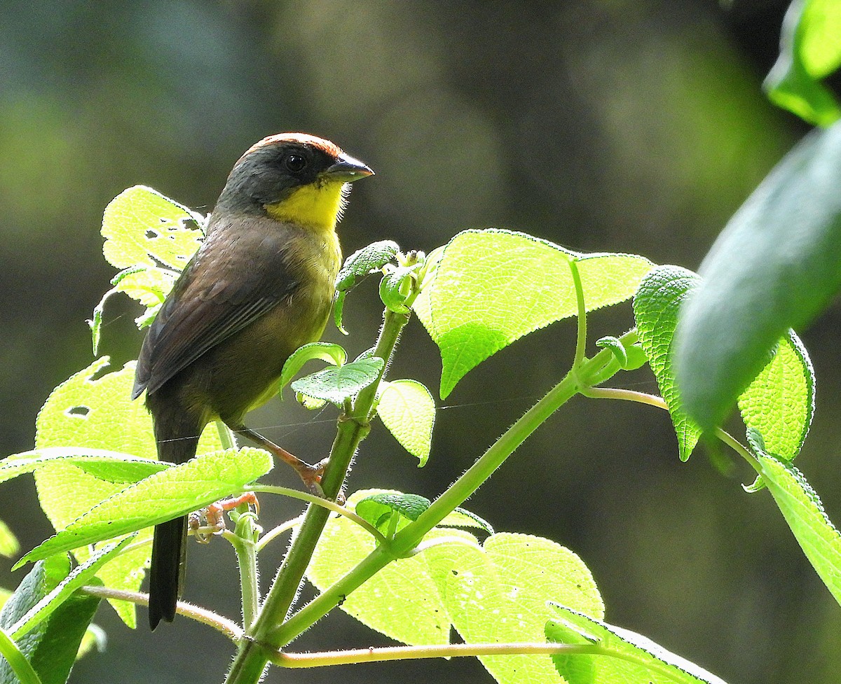 Rufous-capped Brushfinch - ML644780754