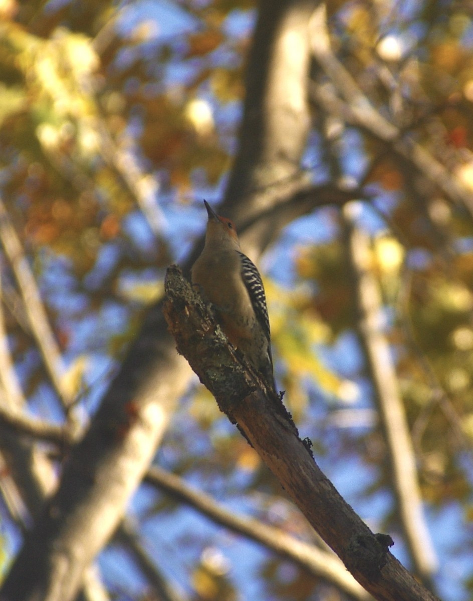 Carpintero de Carolina - ML644780775