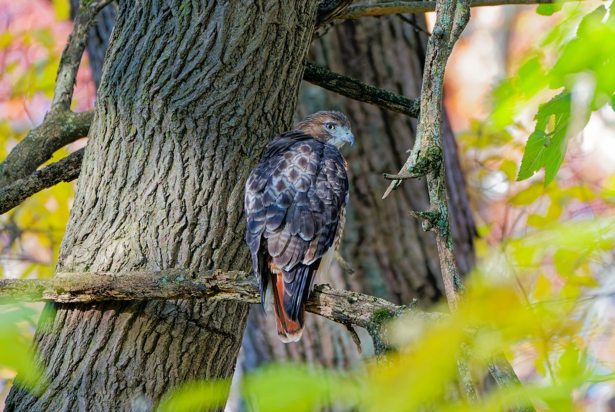 Red-tailed Hawk - ML644780779