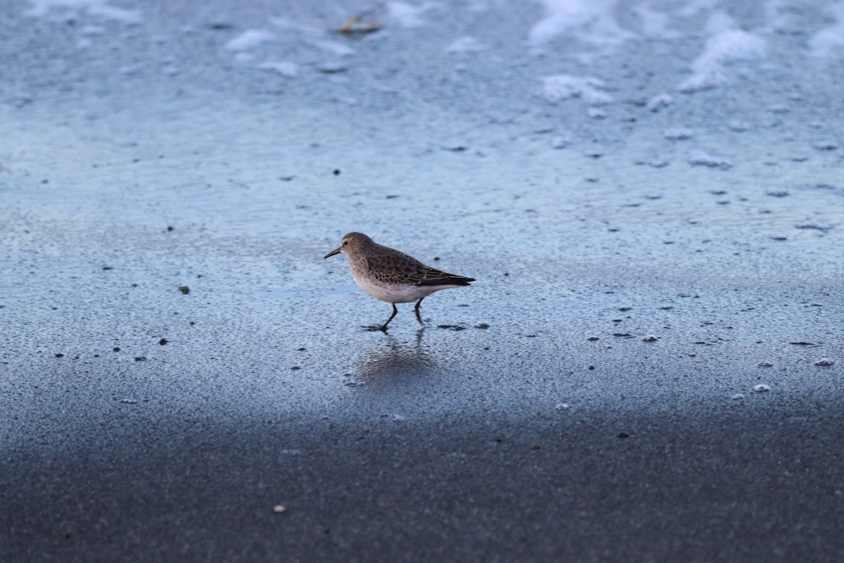 White-rumped Sandpiper - ML644780790