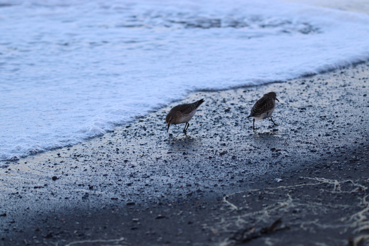 White-rumped Sandpiper - ML644780791