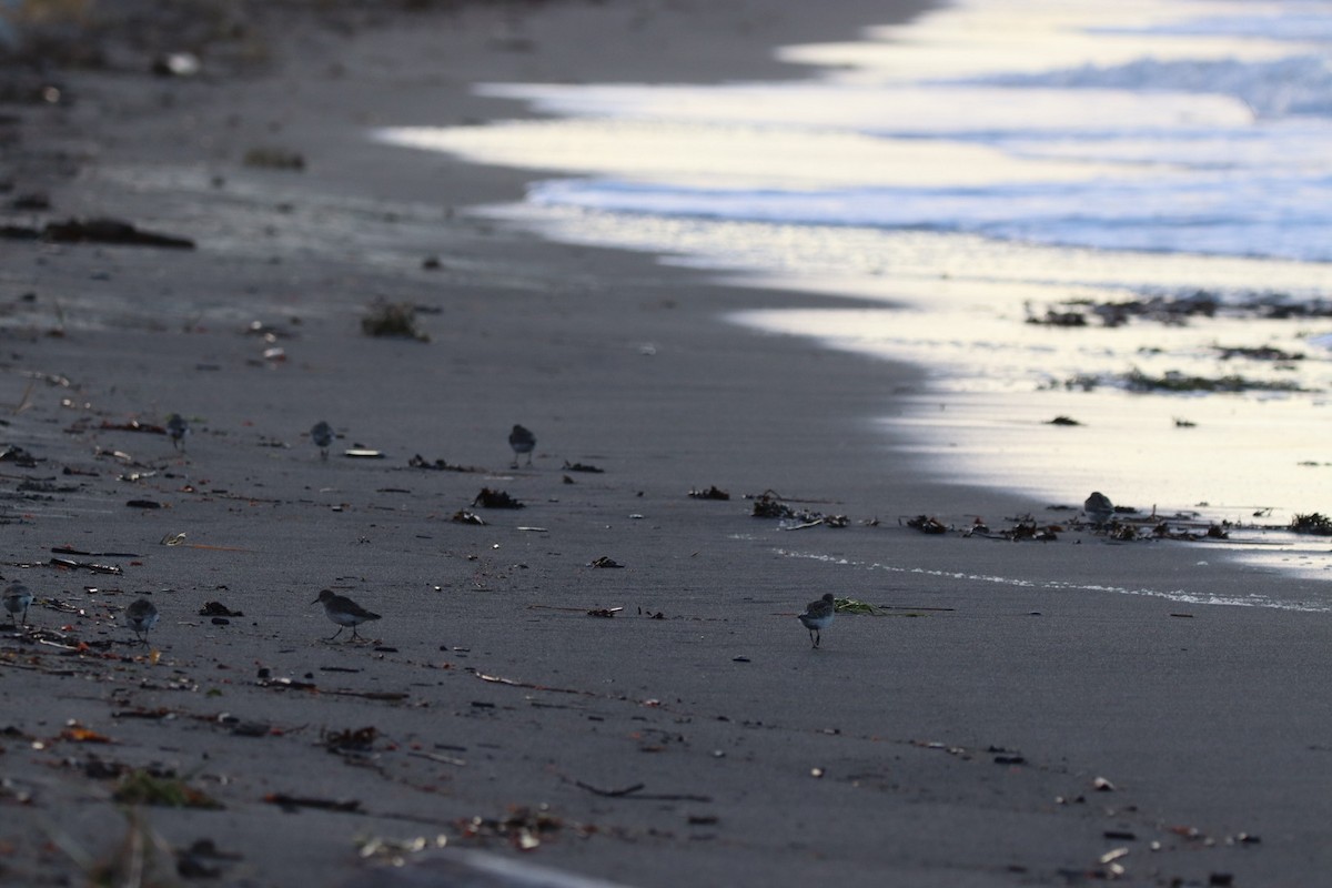 White-rumped Sandpiper - ML644780792