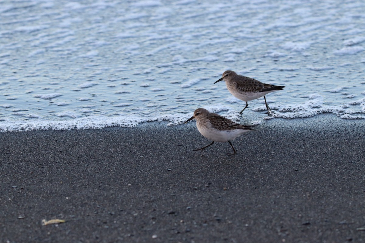 White-rumped Sandpiper - ML644780793