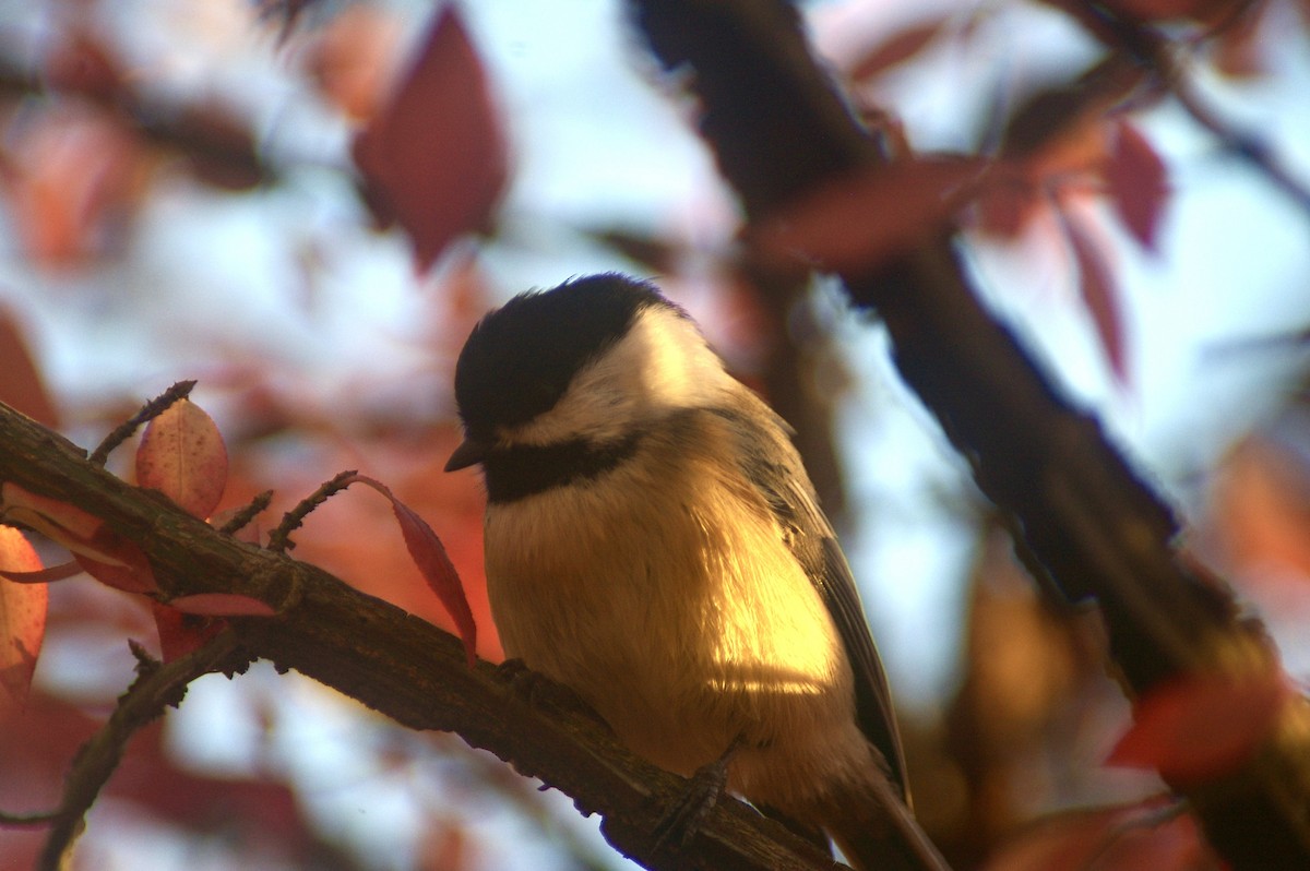 Гаїчка світлокрила - ML644780796