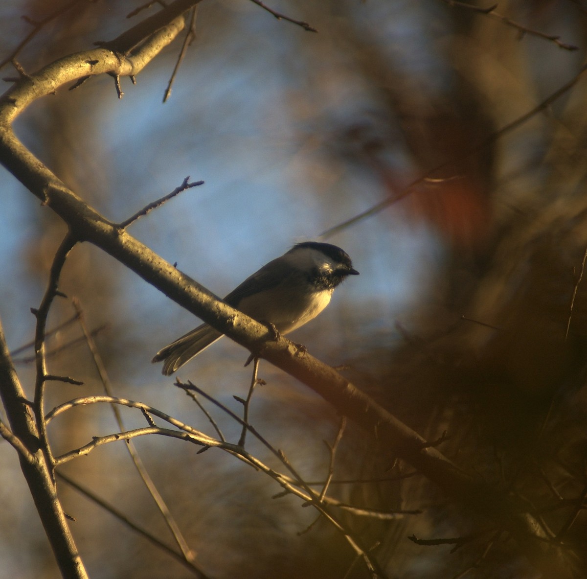 Гаїчка світлокрила - ML644780797
