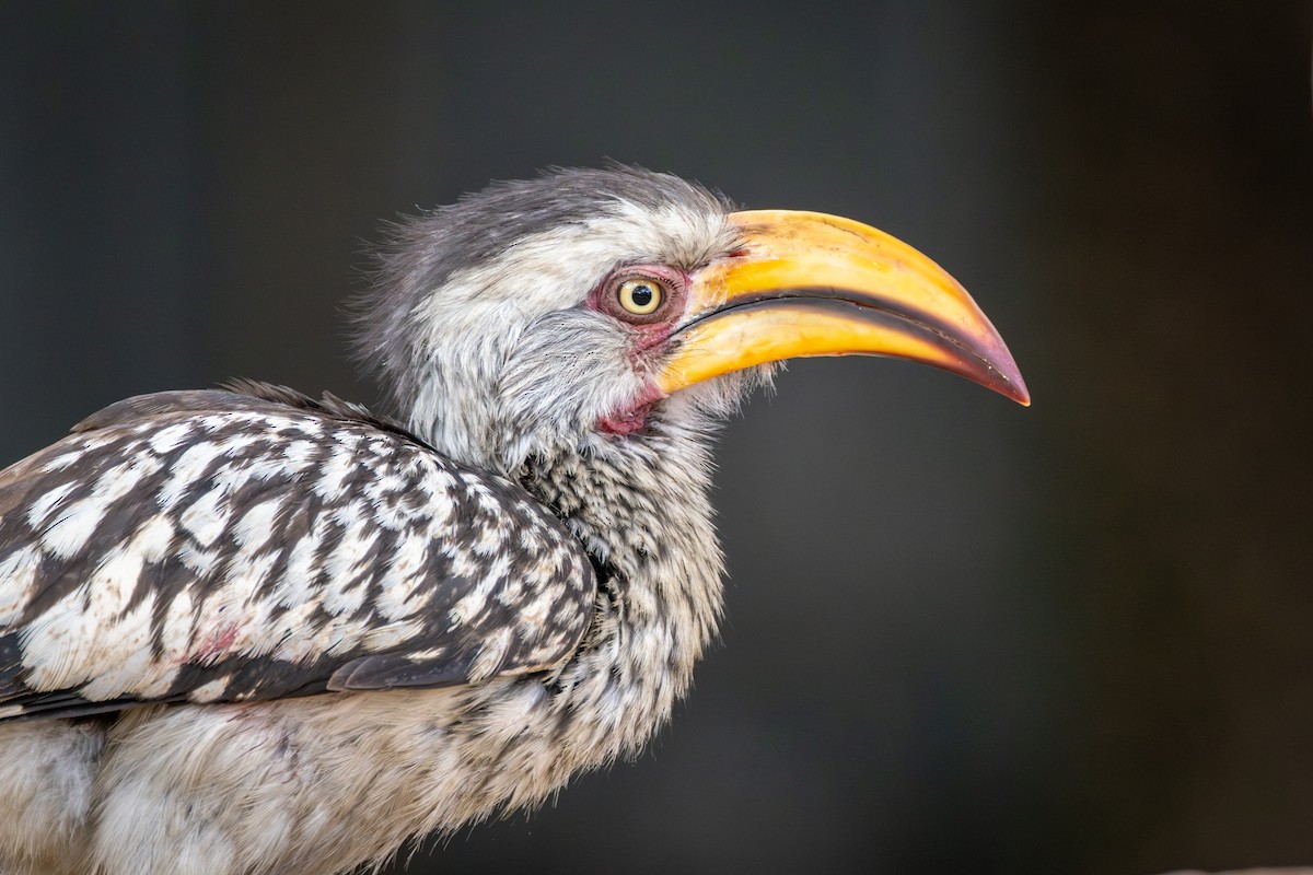 Southern Yellow-billed Hornbill - ML644780806